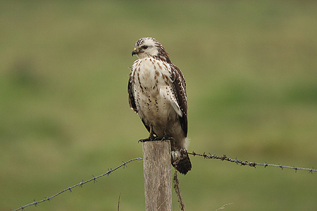 Buizerd