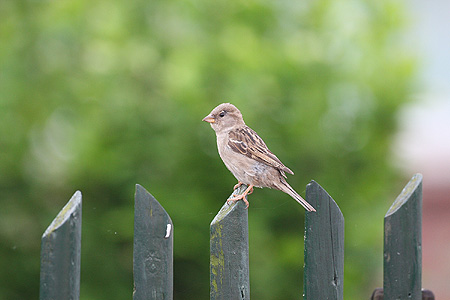Huismus